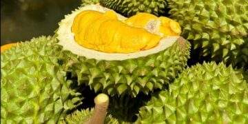 Vietnam considers 'red alert' label for toxic durian farms