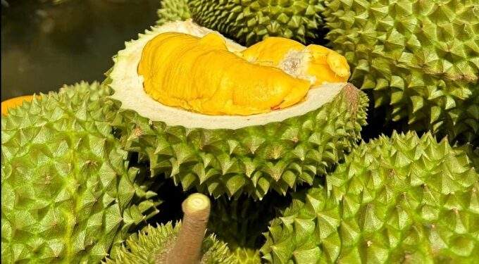 Vietnam considers 'red alert' label for toxic durian farms