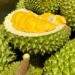 Vietnam considers 'red alert' label for toxic durian farms