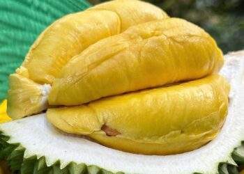 Vietnam races to fix durian export hurdles as China tightens quality checks
