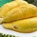 Vietnam races to fix durian export hurdles as China tightens quality checks