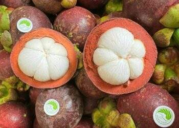 Vietnamese mangosteen sought after despite 50% price gap with Thai fruit