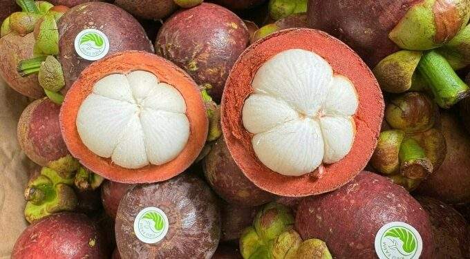 Vietnamese mangosteen sought after despite 50% price gap with Thai fruit