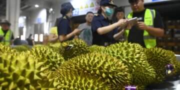 Why Thailand is winning China’s favor in durian export race