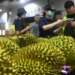 Why Thailand is winning China’s favor in durian export race
