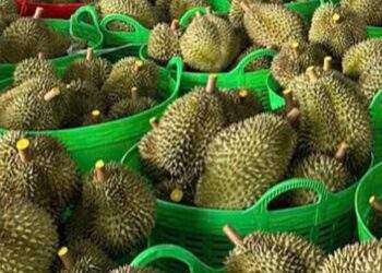 Bác thông tin sai lệch 'sầu riêng nhúng hóa chất' tại Đắk Nông