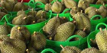 Bác thông tin sai lệch 'sầu riêng nhúng hóa chất' tại Đắk Nông