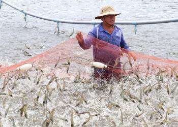 Bến Tre ứng dụng hiệu quả công nghệ cao vào nuôi tôm