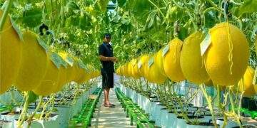 Bổ sung chính sách tín dụng khuyến khích nông nghiệp hữu cơ, tuần hoàn