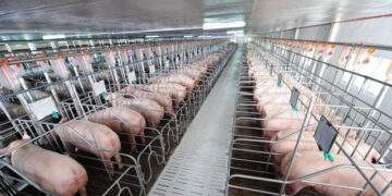 C.P. Việt Nam thống trị, ‘ông lớn’ Việt muốn xây 2 chung cho heo