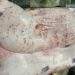 C.P. Vietnam admits diseased pork in viral image came from its site, denies sale
