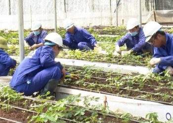 Cú 'bẻ lái' cấp mã vùng trồng sâm Ngọc Linh, phó chủ tịch tỉnh yêu cầu làm rõ