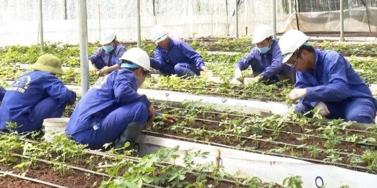 Cú 'bẻ lái' cấp mã vùng trồng sâm Ngọc Linh, phó chủ tịch tỉnh yêu cầu làm rõ