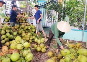 Doanh nghiệp chi tiền gấp 11 lần nhập khẩu dừa giữa lúc giá cao kỷ lục