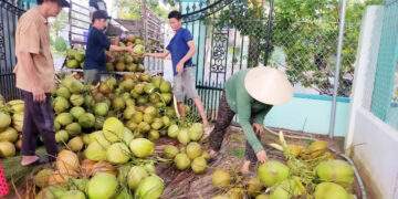 Doanh nghiệp chi tiền gấp 11 lần nhập khẩu dừa giữa lúc giá cao kỷ lục