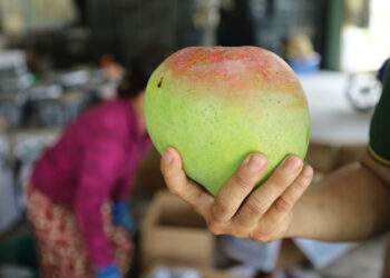 EU hikes imports of Vietnamese fruits, nuts