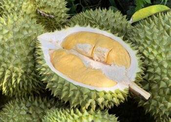 Experts suggest use of AI to control chemical residues in durian