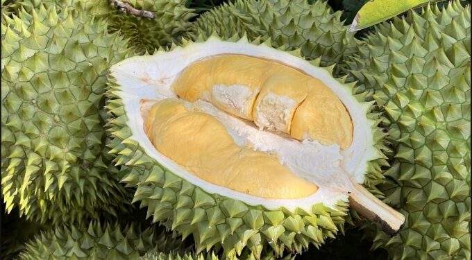 Experts suggest use of AI to control chemical residues in durian