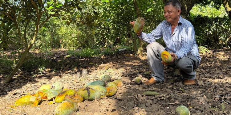 Giá xoài chỉ 1.000 đồng/kg, nông dân lỗ nặng vì thương lái 'lật kèo'
