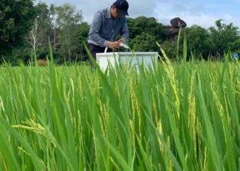 Hơn 20.000 ha lúa ở Nghệ An áp dụng công nghệ canh tác mới: Kỳ vọng hướng tới "gạo xanh" xuất khẩu