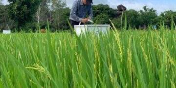 Hơn 20.000 ha lúa ở Nghệ An áp dụng công nghệ canh tác mới: Kỳ vọng hướng tới "gạo xanh" xuất khẩu