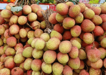 Lychee farmers fear losses as prices drop below $1 per kilogram