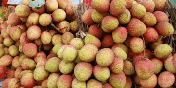 Lychee farmers fear losses as prices drop below $1 per kilogram