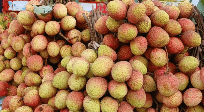 Lychee farmers fear losses as prices drop below $1 per kilogram