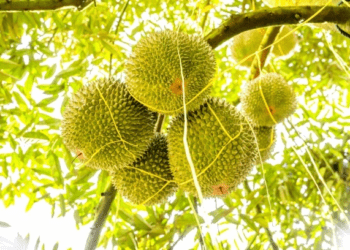 'Makes my blood boil’: Malaysia’s Pahang Sultan fumes as tensions rise over 1,000 felled durian trees