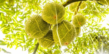 'Makes my blood boil’: Malaysia’s Pahang Sultan fumes as tensions rise over 1,000 felled durian trees