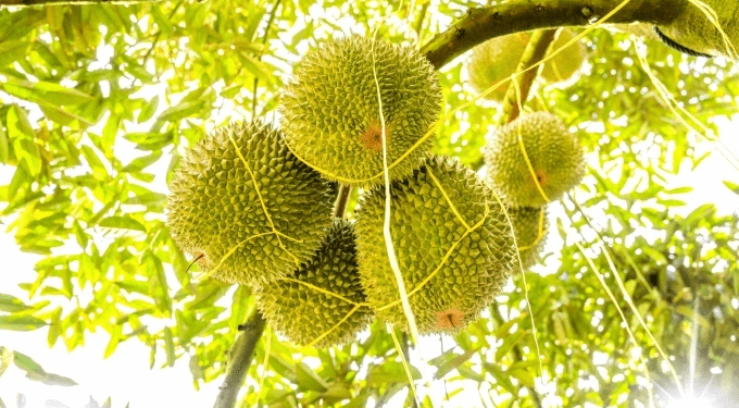 'Makes my blood boil’: Malaysia’s Pahang Sultan fumes as tensions rise over 1,000 felled durian trees