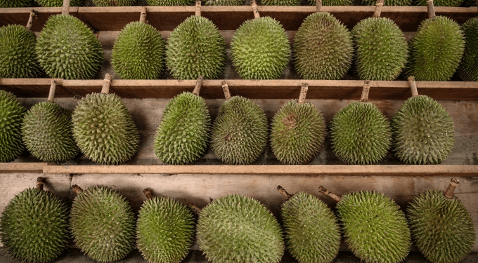 Malaysia seeks to diversify durian exports with premium varieties beyond Musang King