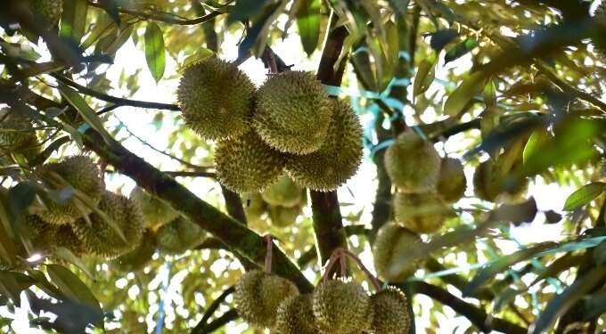 Malaysian farmers consider legal action to protect 2,400 ha durian farmland from new company’s takeover