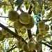 Malaysian farmers consider legal action to protect 2,400 ha durian farmland from new company’s takeover