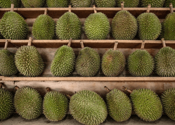 Malaysia’s Penang to crack down on fake Balik Pulau durians