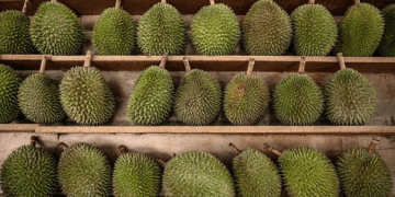Malaysia’s Penang to crack down on fake Balik Pulau durians