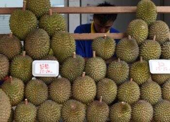 Singapore durian prices set to plunge 30% as Malaysia hits peak harvest
