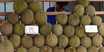 Singapore durian prices set to plunge 30% as Malaysia hits peak harvest