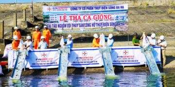 Thả cá giống tái tạo nguồn lợi thủy sản ở lòng hồ Sông Ba Hạ