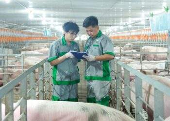 Thương hiệu 'heo ăn chay' thí điểm mô hình nuôi nhóm