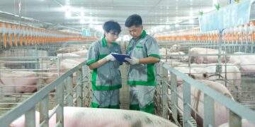 Thương hiệu 'heo ăn chay' thí điểm mô hình nuôi nhóm