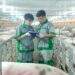 Thương hiệu 'heo ăn chay' thí điểm mô hình nuôi nhóm