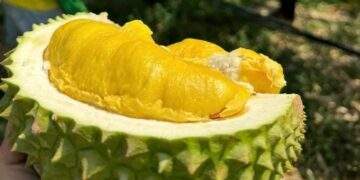 Tourists flock to Malaysia’s Penang for hotels’ all-you-can-eat durian deals