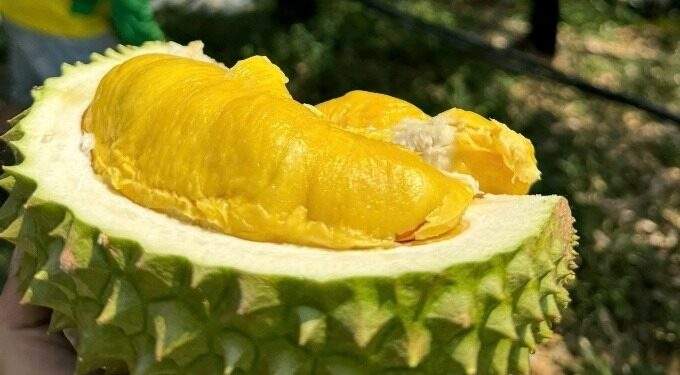 Tourists flock to Malaysia’s Penang for hotels’ all-you-can-eat durian deals