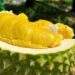 Tourists flock to Malaysia’s Penang for hotels’ all-you-can-eat durian deals