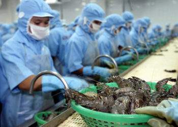 Vietnamese workers process shrimps in a factory in southern province of Soc Trang, 21 February 2004. Photo by AFP
