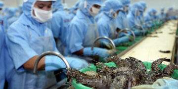 Vietnamese workers process shrimps in a factory in southern province of Soc Trang, 21 February 2004. Photo by AFP