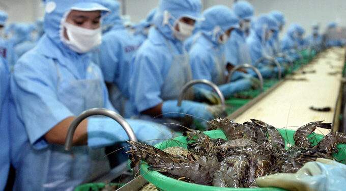 Vietnamese workers process shrimps in a factory in southern province of Soc Trang, 21 February 2004. Photo by AFP