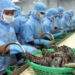 Vietnamese workers process shrimps in a factory in southern province of Soc Trang, 21 February 2004. Photo by AFP