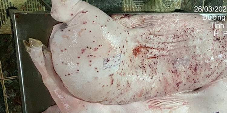 Vì sao trên heo bệnh lại có dấu được lưu thông?